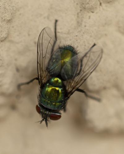 Lucilia sericata